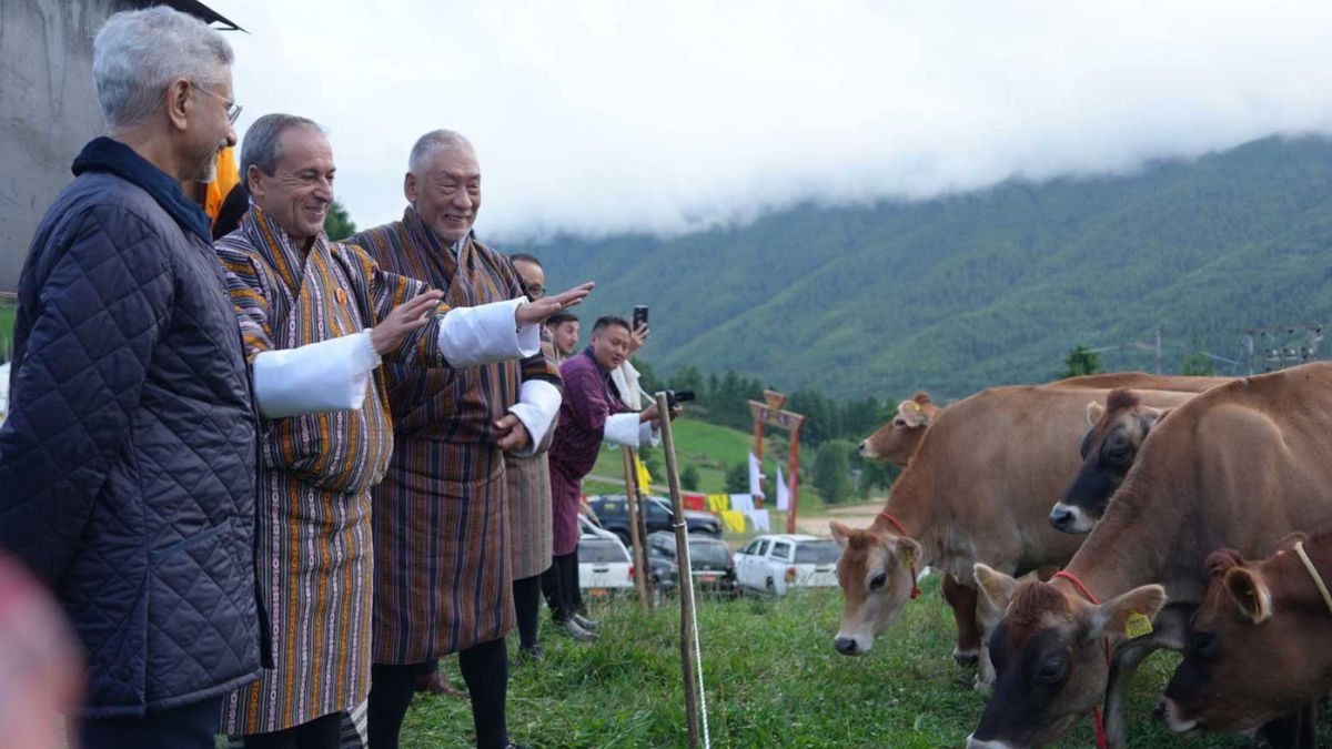 Jersey Cows gifted to bhutan