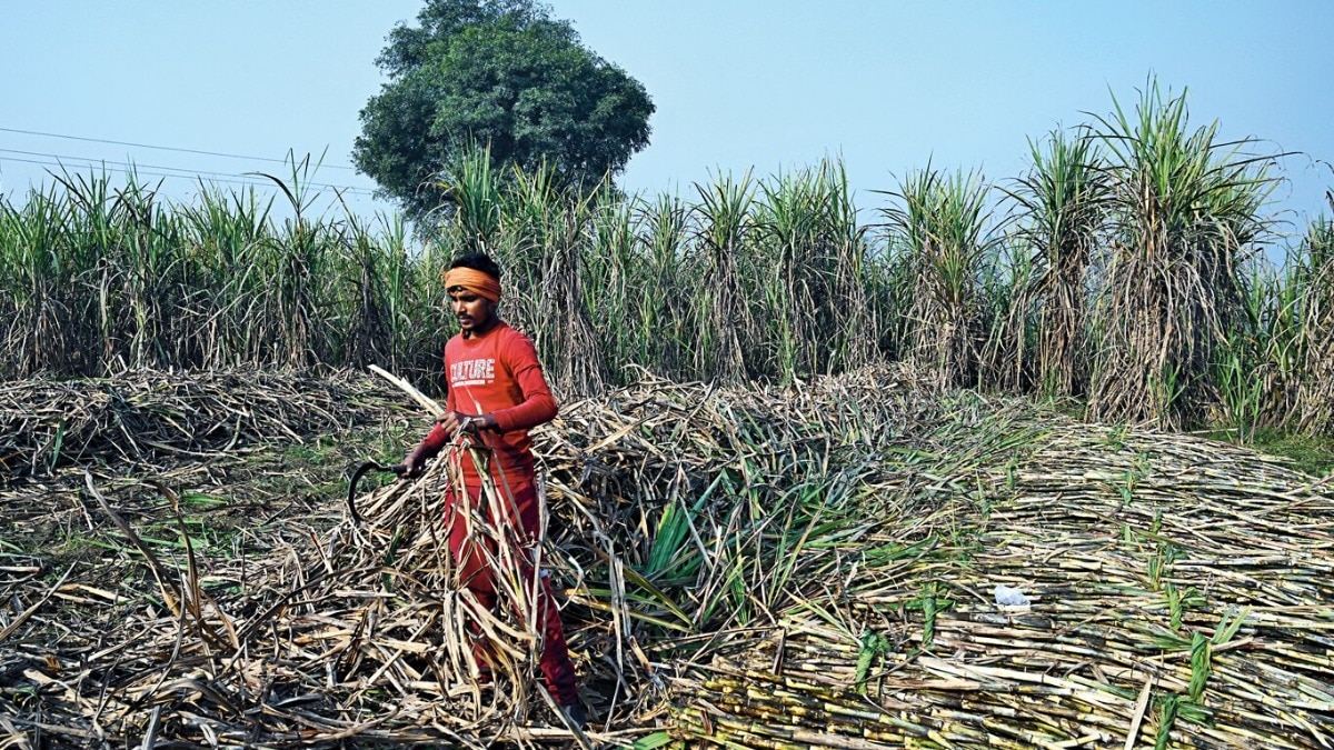 mega campaign will run from today for sugarcane farmers in uttar pradesh officials will visit villages till 11 julyयूपी में गन्ना समितियों से जुड़ेंगी जनकल्याणकारी योजनाएं