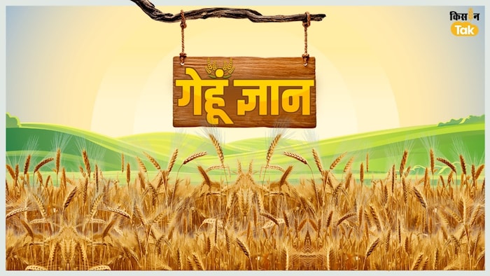 गेहूं में माहों रोग से ऐसे करें बचाव