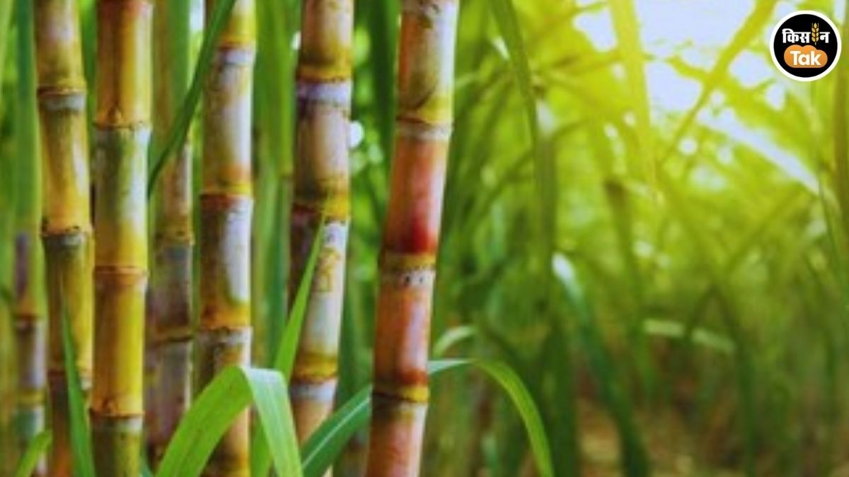 sugarcane farming