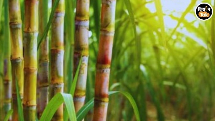 sugarcane farming