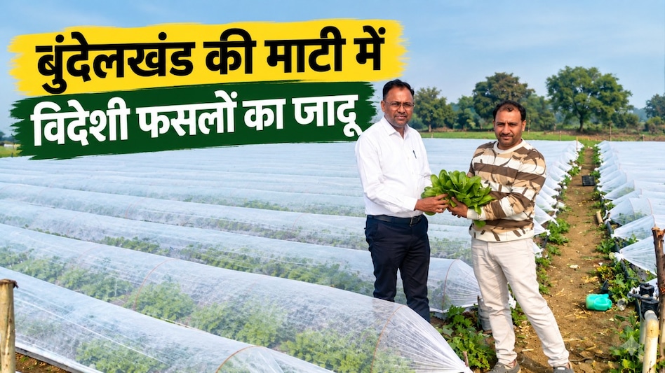 बुंदेलखंड में किसान ने उगाई विदेशी सब्जियां! 7 एकड़ की खेती से भोपाल-दिल्ली तक सप्लाई, ₹50+ किलो तक दाम बुंदेलखंड में किसान ने उगाई विदेशी सब्जियां! 7 एकड़ की खेती से भोपाल-दिल्ली तक सप्लाई, ₹50+ किलो तक दाम