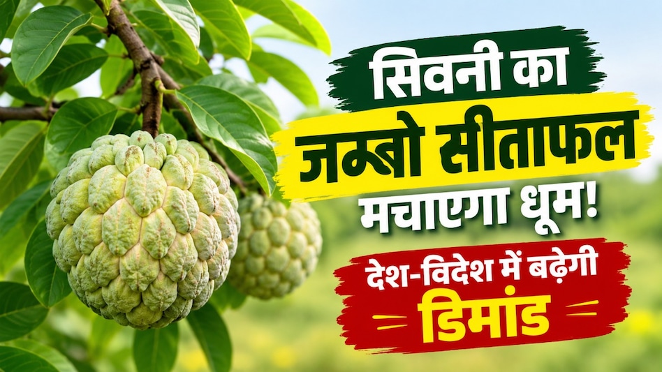 सिवनी के सीताफल की देश-विदेश में बढ़ेगी डिमांड! GI टैग वाले ‘जम्बो’ से किसानों की कमाई बढ़ाने की तैयारी सिवनी के सीताफल की देश-विदेश में बढ़ेगी डिमांड! GI टैग वाले ‘जम्बो’ से किसानों की कमाई बढ़ाने की तैयारी
