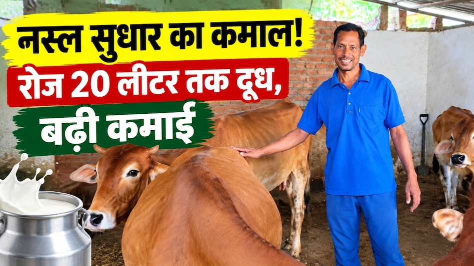 देसी गायों से शुरू किया पशुपालन, नस्ल सुधार से बदली किस्मत! अब रोज 15–20 लीटर दूध, बढ़ी दयासागर की कमाई देसी गायों से शुरू किया पशुपालन, नस्ल सुधार से बदली किस्मत! अब रोज 15–20 लीटर दूध, बढ़ी दयासागर की कमाई