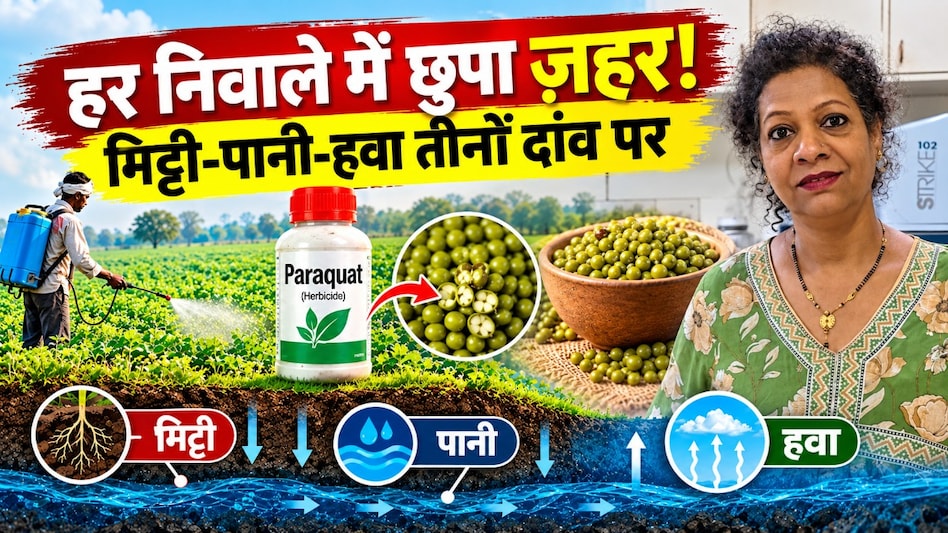 Explainer: दाल में 'जहर' का तड़का; फसल जल्दी सुखाने के चक्कर में मिट्टी और पानी भी प्रदूषित, सेहत पर खतरा Explainer: दाल में 'जहर' का तड़का; फसल जल्दी सुखाने के चक्कर में मिट्टी और पानी भी प्रदूषित, सेहत पर खतरा