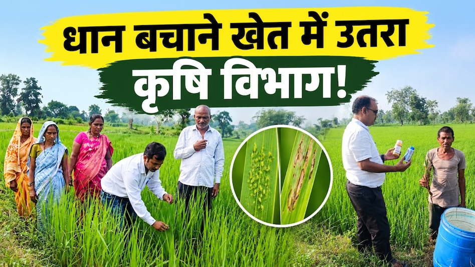 धान की फसल पर इन कीट और रोगों का हमला! खेतों में पहुंचा कृषि विभाग, बताए बचाव के उपाय धान की फसल पर इन कीट और रोगों का हमला! खेतों में पहुंचा कृषि विभाग, बताए बचाव के उपाय