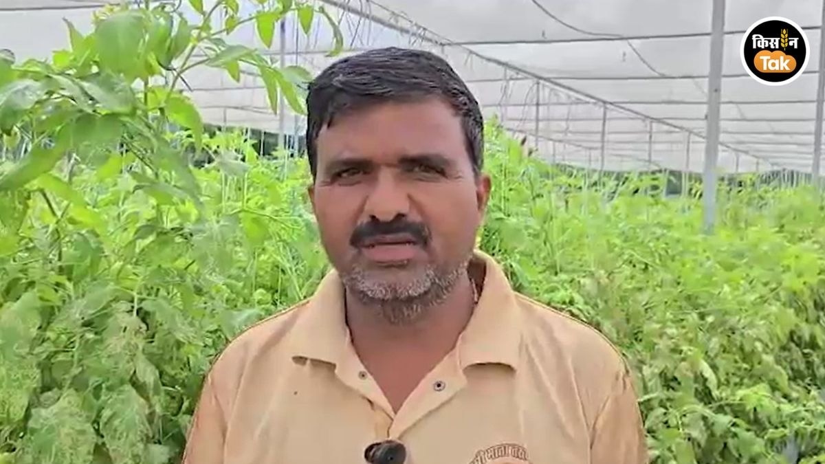 tomato price down sambhaji nagar