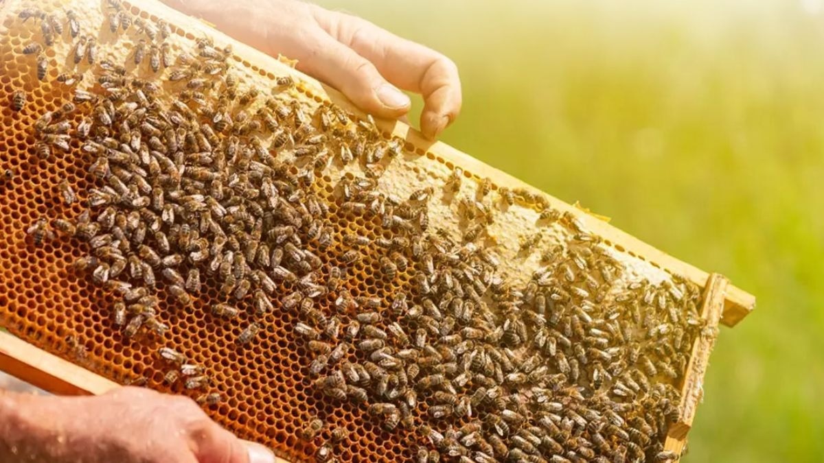  beekeeping उत्तर प्रदेश सरकार मधुमक्खी पालकों एवं शहद उत्पादकों की आय बढ़ाने के लिए प्रतिबद्ध
