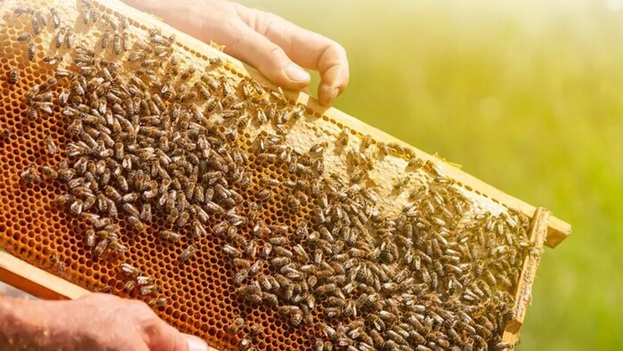 beekeeping उत्तर प्रदेश सरकार मधुमक्खी पालकों एवं शहद उत्पादकों की आय बढ़ाने के लिए प्रतिबद्ध