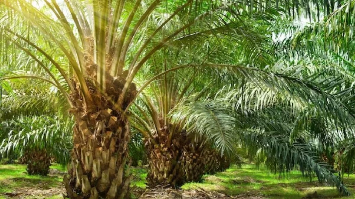 Palm Oil Farming Bihar