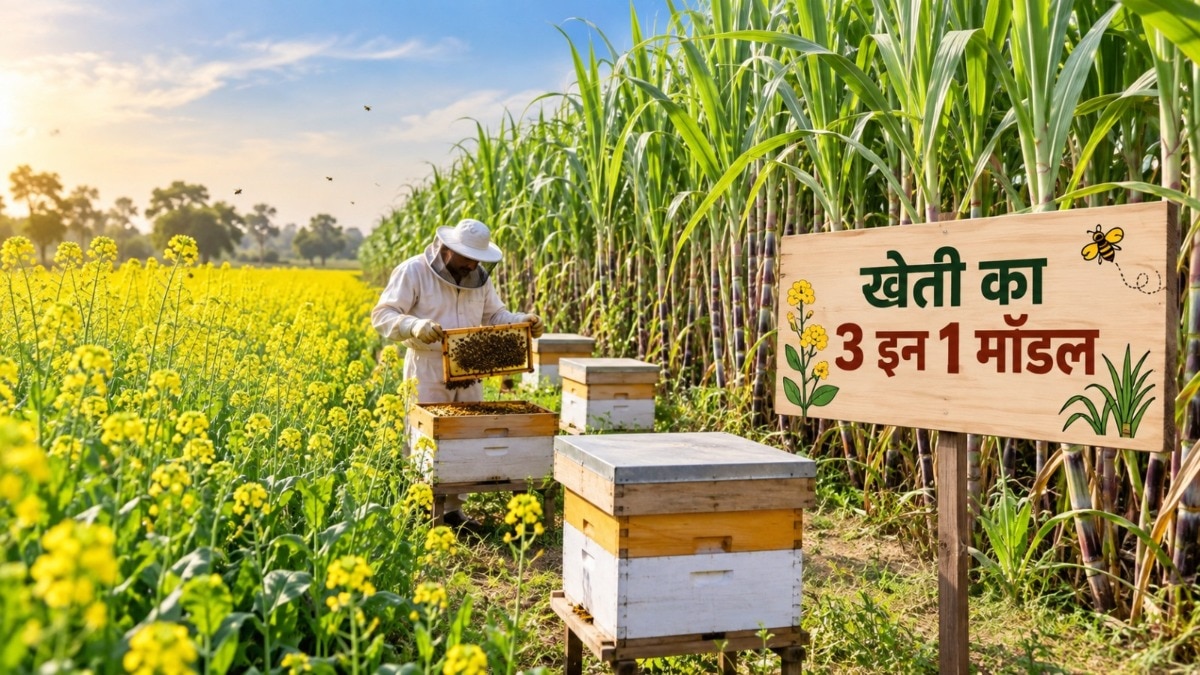 Sugarcane Mustard Intercropping