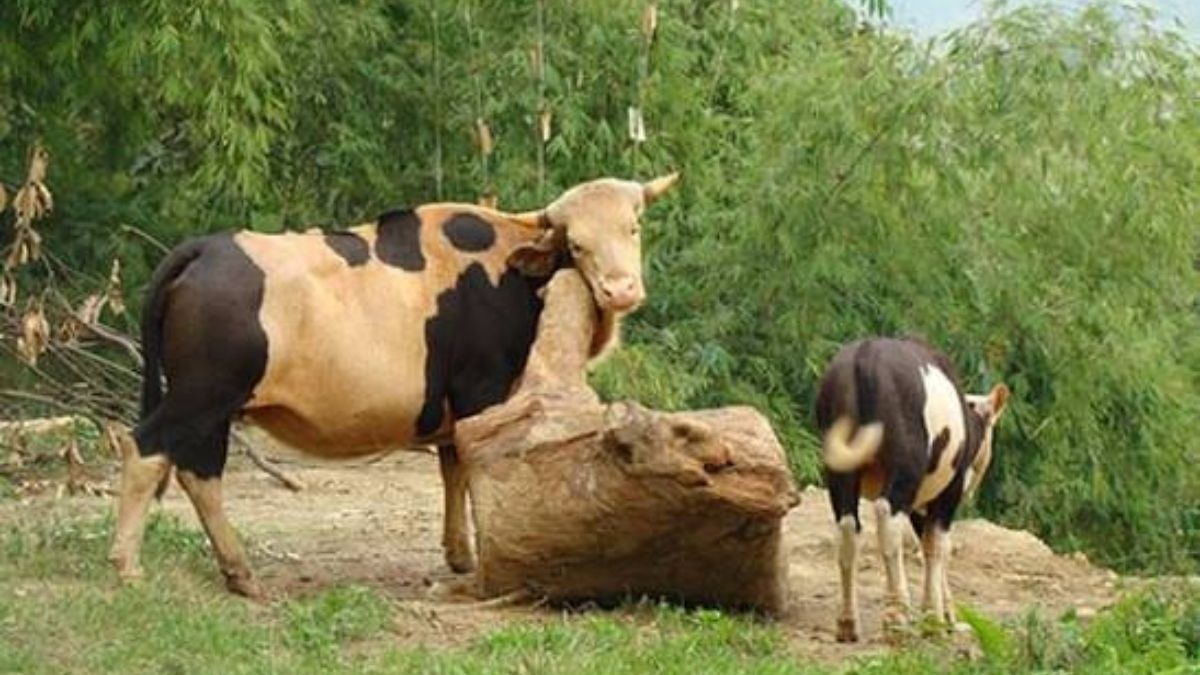 FMD की चपेट में मिथुन