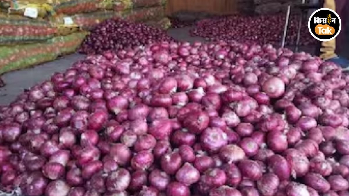Onion Price