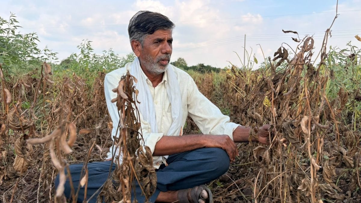 सोयाबीन-कपास सूखी, धान भी बेहाल