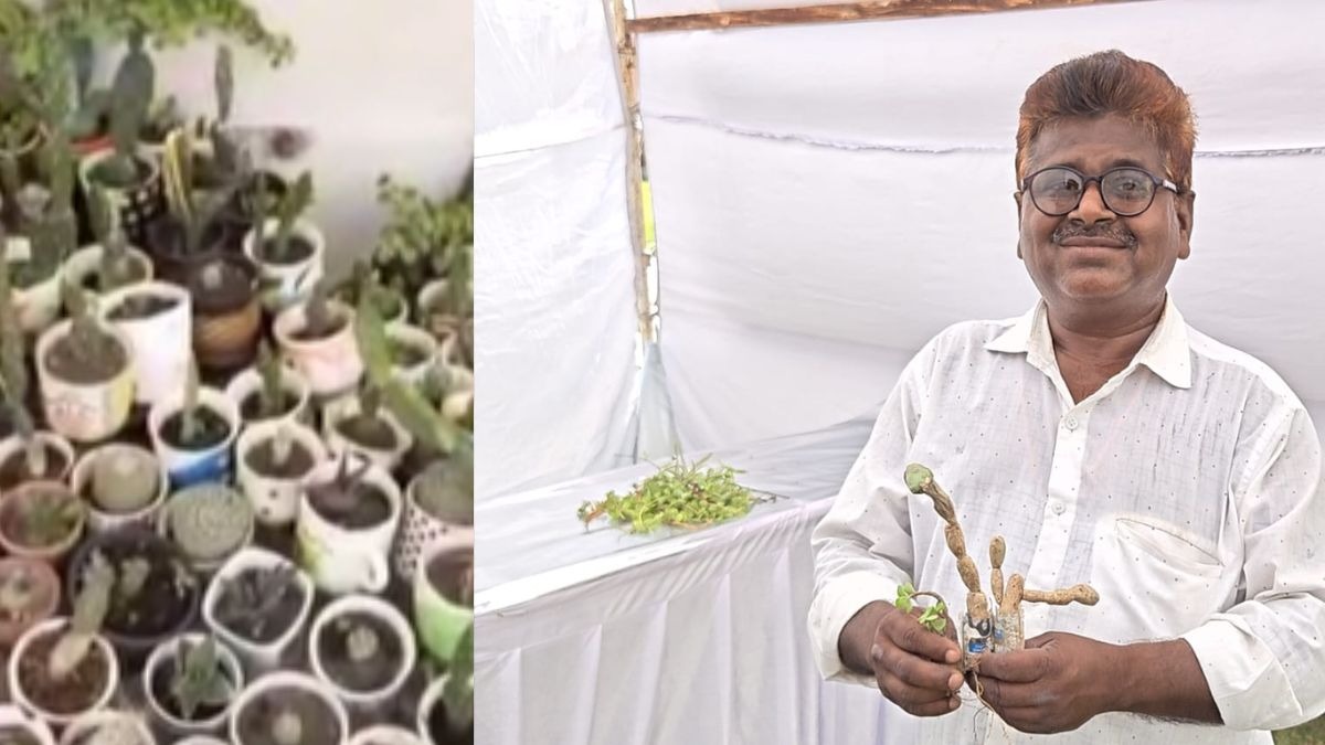 kota cactus farmers firoz