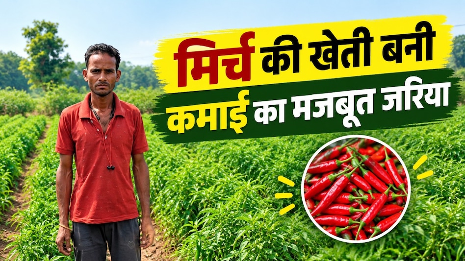 50 डिसमिल से शुरू की मिर्च की खेती, अब एक एकड़ में करीब ₹1 लाख की कमाई 50 डिसमिल से शुरू की मिर्च की खेती, अब एक एकड़ में करीब ₹1 लाख की कमाई