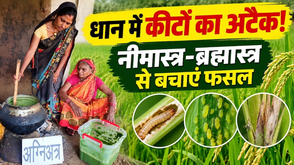 धान में तना छेदक-माहू का बढ़ा खतरा! किसानों को बताया जैविक से लेकर रासायनिक नियंत्रण का तरीका, जानें कब करें छिड़काव धान में तना छेदक-माहू का बढ़ा खतरा! किसानों को बताया जैविक से लेकर रासायनिक नियंत्रण का तरीका, जानें कब करें छिड़काव