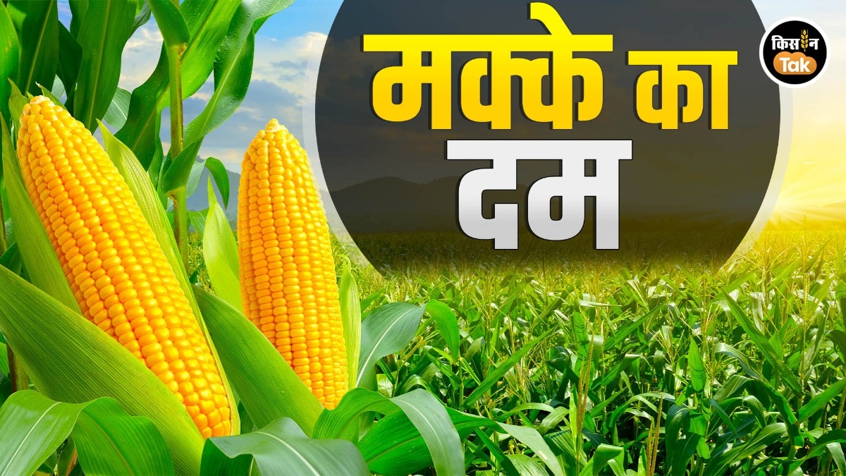 मक्के पर किसानों का बढ़ा भरोसा