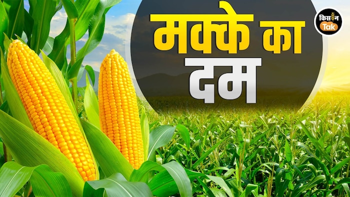 मक्के पर किसानों का बढ़ा भरोसा
