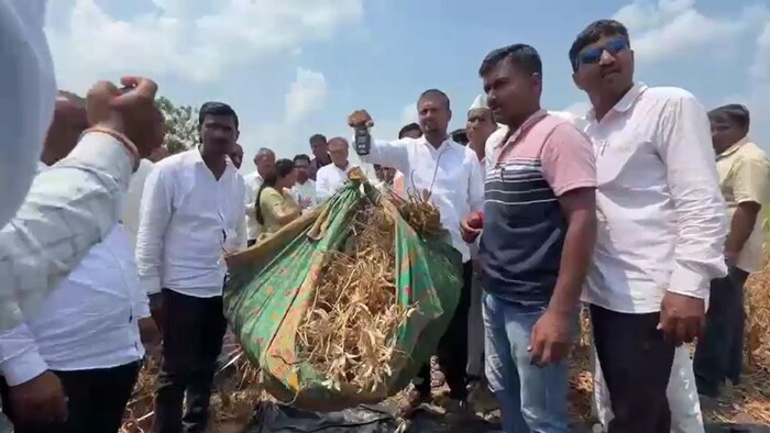 खेत हरे, लेकिन फलियों में दाने गायब!