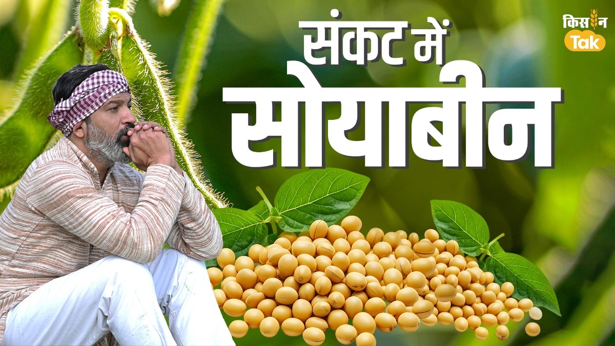 soybean price fall