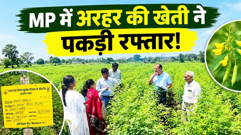 दलहन आत्मनिर्भरता मिशन: छिंदवाड़ा में अरहर का रकबा तीन गुना बढ़ा, 12,300 हेक्टेयर में फसल दलहन आत्मनिर्भरता मिशन: छिंदवाड़ा में अरहर का रकबा तीन गुना बढ़ा, 12,300 हेक्टेयर में फसल