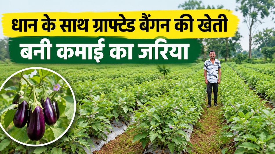 धान के साथ ग्राफ्टेड बैंगन की खेती ने बदली कमाई, गौरव ने 1 एकड़ से कमाए ₹2.65 लाख धान के साथ ग्राफ्टेड बैंगन की खेती ने बदली कमाई, गौरव ने 1 एकड़ से कमाए ₹2.65 लाख