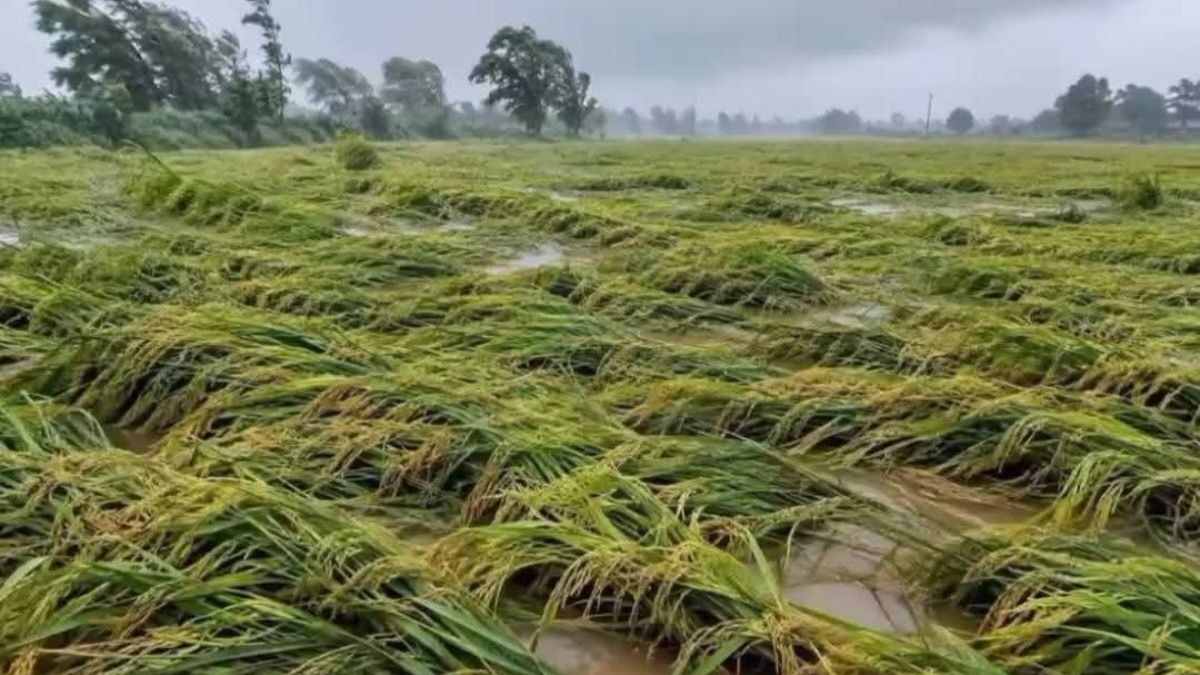 खेतों में गिरी धान और गन्ने की फसल