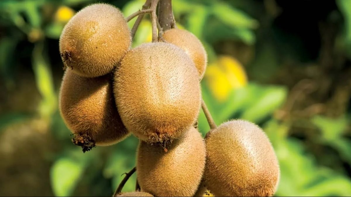 Kiwi Health Benefits