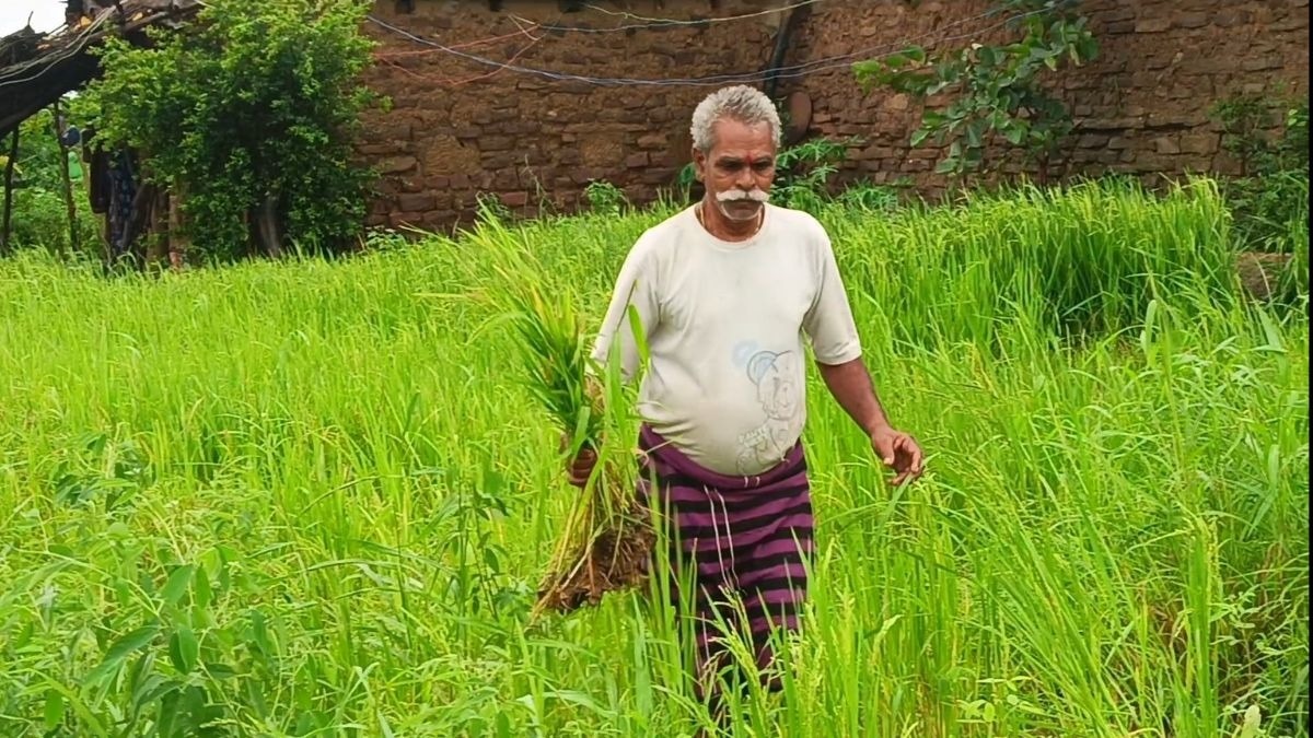 बारिश बनी किसानों के लिए आफत