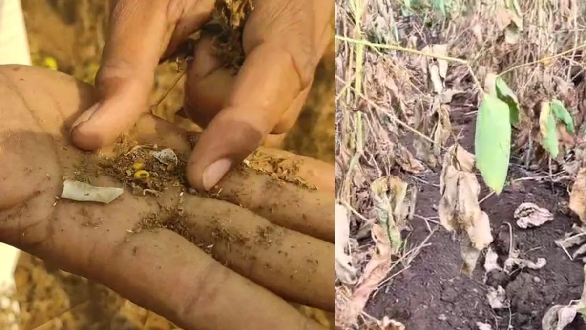बारिश की कमी से सूखी सोयाबीन