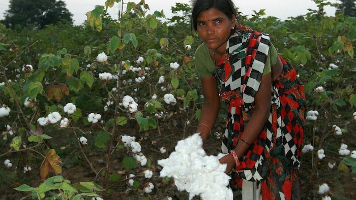 cotton farming