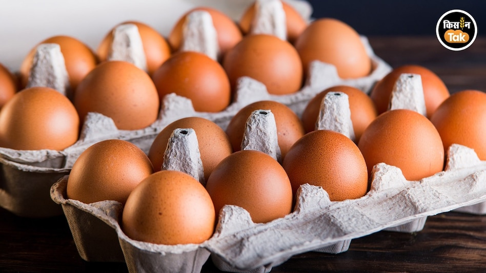 Poultry Egg: सर्दियों में 10 रुपये तक का बिक सकता है अंडा, पोल्ट्री एक्सपर्ट ने बताईं तीन बड़ी वजह Poultry Egg: सर्दियों में 10 रुपये तक का बिक सकता है अंडा, पोल्ट्री एक्सपर्ट ने बताईं तीन बड़ी वजह