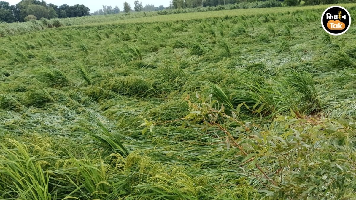 crop loss