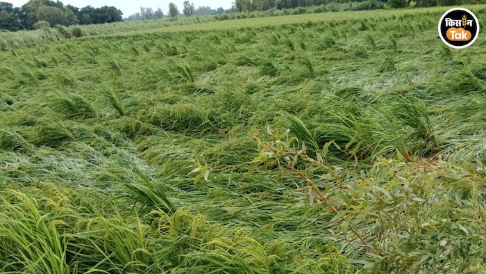 crop loss