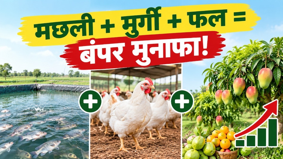 घाटे की खेती छोड़ अपनाया यह फॉर्मूला, आज मछली, मुर्गी और फलों से बरस रहा है पैसा! घाटे की खेती छोड़ अपनाया यह फॉर्मूला, आज मछली, मुर्गी और फलों से बरस रहा है पैसा!