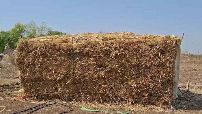 सूखे से जालना में बढ़ी चिंता