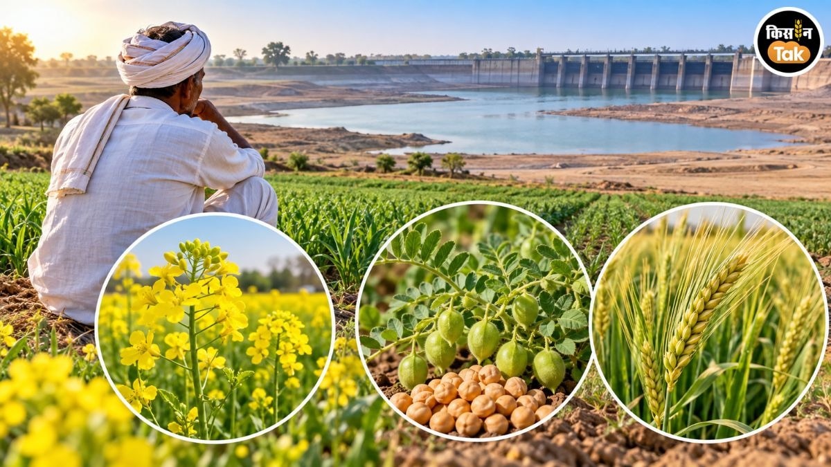 Rabi Crops Suggestion Rajasthan