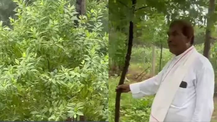 चंदन की खेती