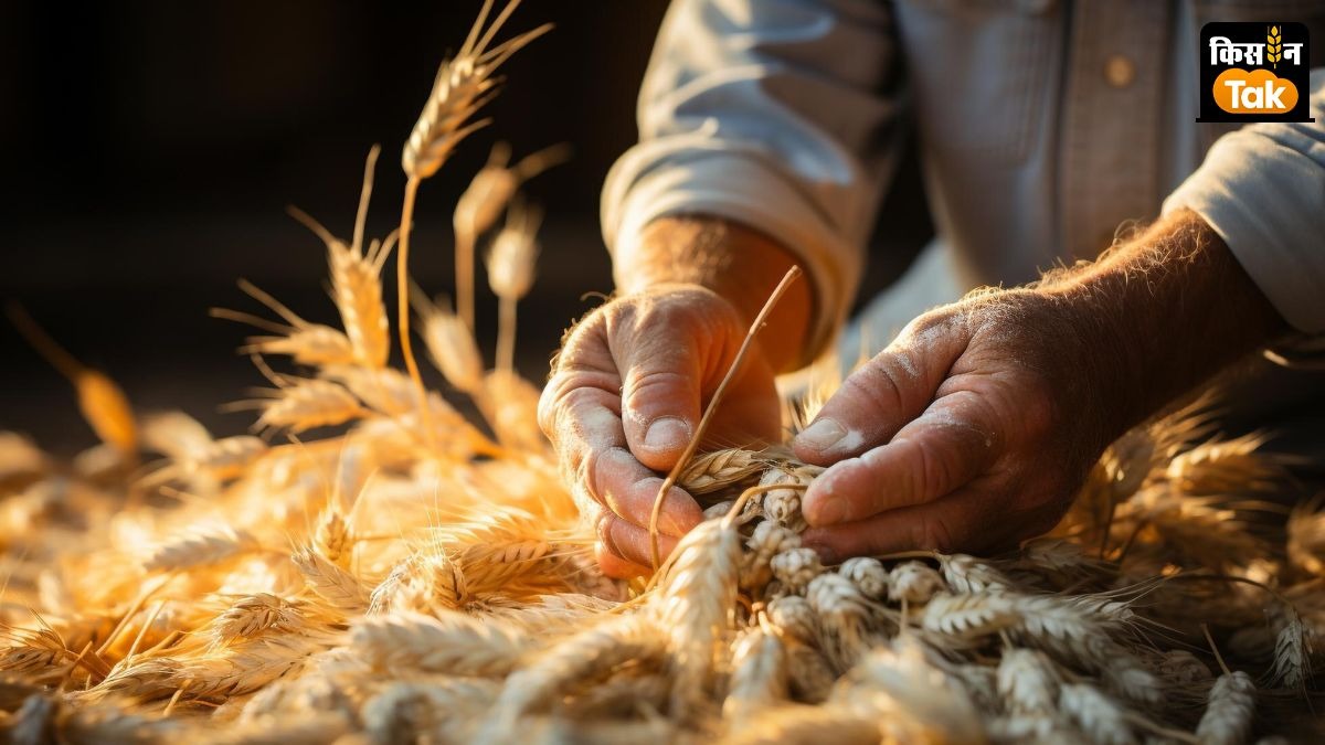 Wheat MSP Row
