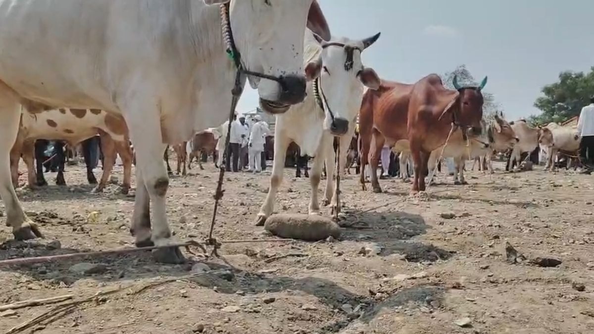 फसल सूखी तो मवेशी बेचने की नौबत