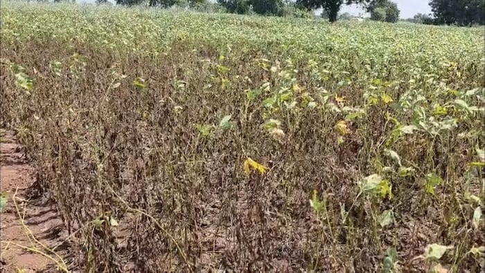 सोयाबीन की फसल पर संकट