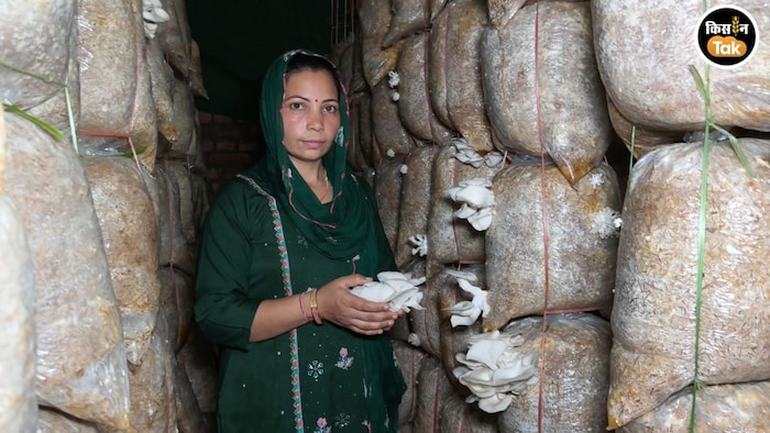 Mushroom Farming Pooja Saharanpur
