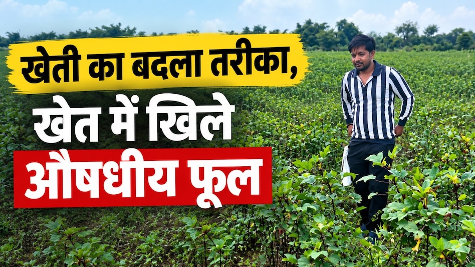 खेती में किया नया प्रयोग, अब खेत में खिले औषधीय फूल! अनमोल दुबे की कहानी बनी मिसाल खेती में किया नया प्रयोग, अब खेत में खिले औषधीय फूल! अनमोल दुबे की कहानी बनी मिसाल