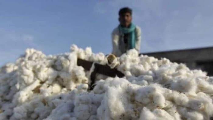 Cotton Mandi Rate