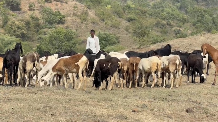 Beed Fodder Crisis