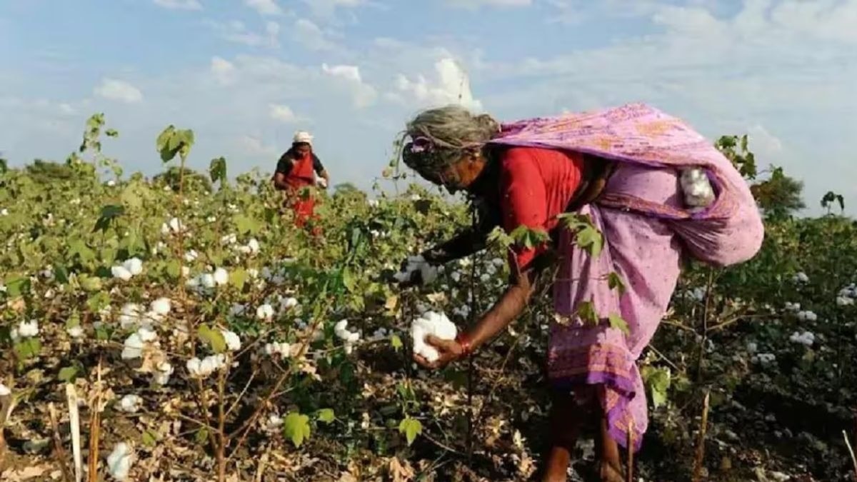 World Cotton Day 2026  ( file photo)