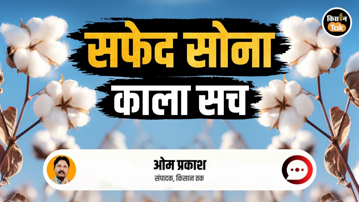 bt cotton conspircay