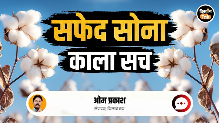 bt cotton conspircay