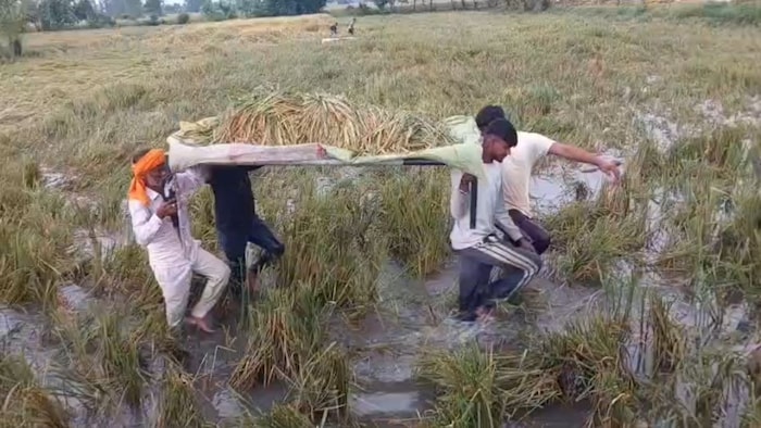 धान की फसल बर्बाद